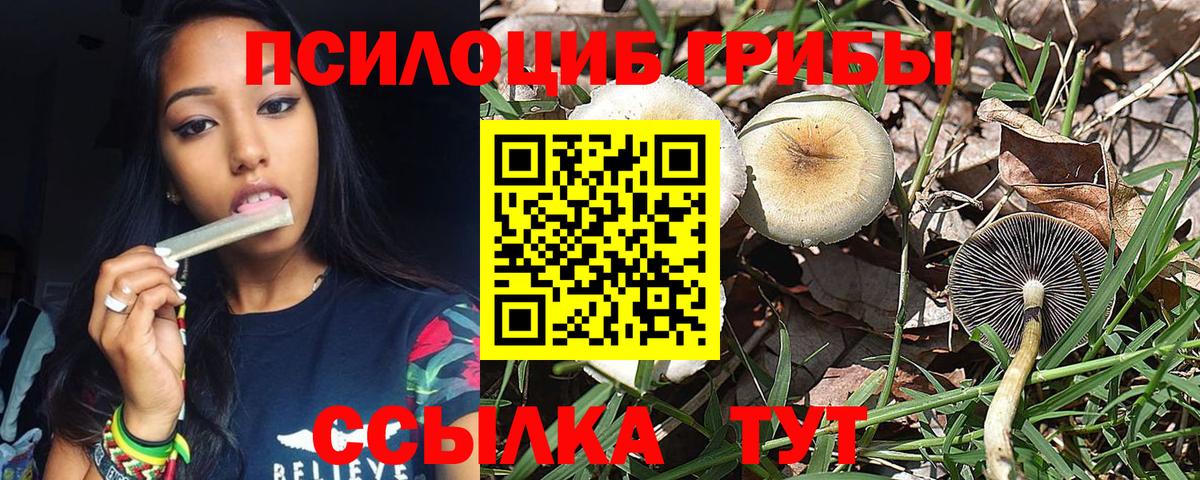 Псилоцибиновые грибы Cubensis Ртищево